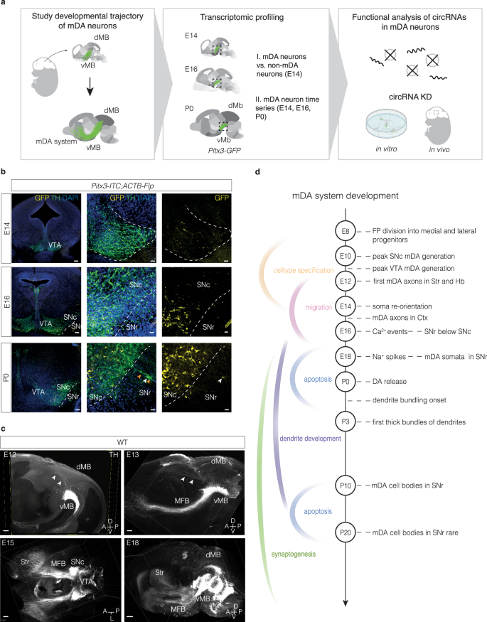circular-rnas-regulate-neuron-size-and-migration-of-midbrain-dopamine-neurons-during-development-nature-communications