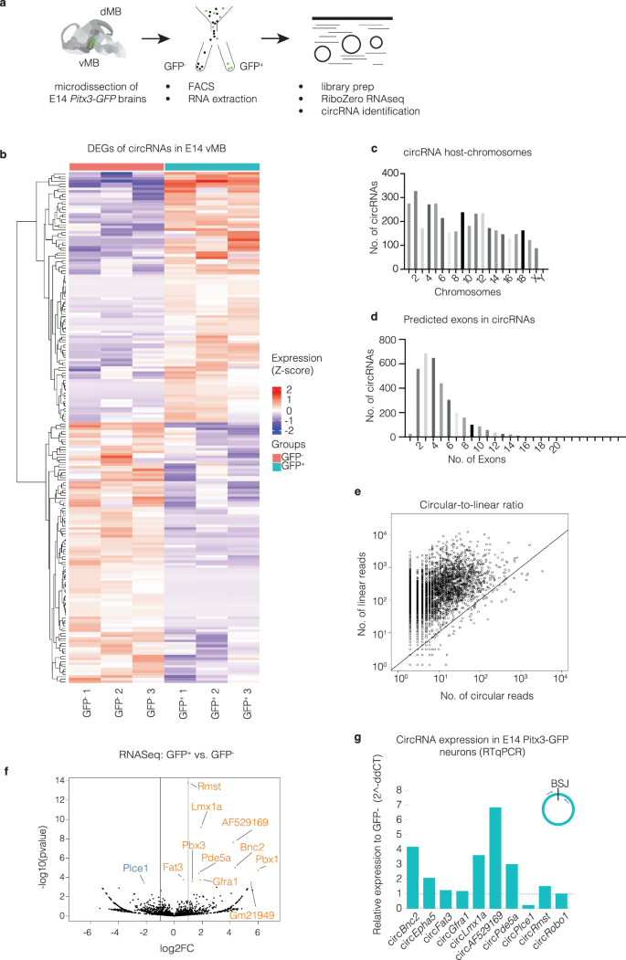 Fig. 2: Expression of circRNAs in embryonic mDA neuron development.