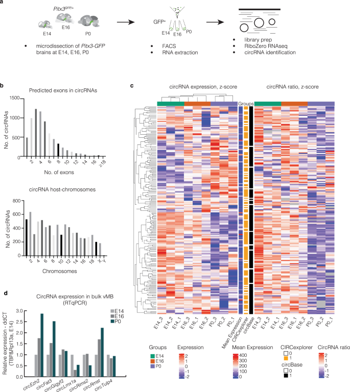 Fig. 3: Temporal dynamics of circRNA expression in developing mDA neurons.