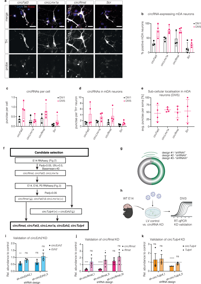 Fig. 4: Subcellular localisation and knockdown of circRNAs in vitro.