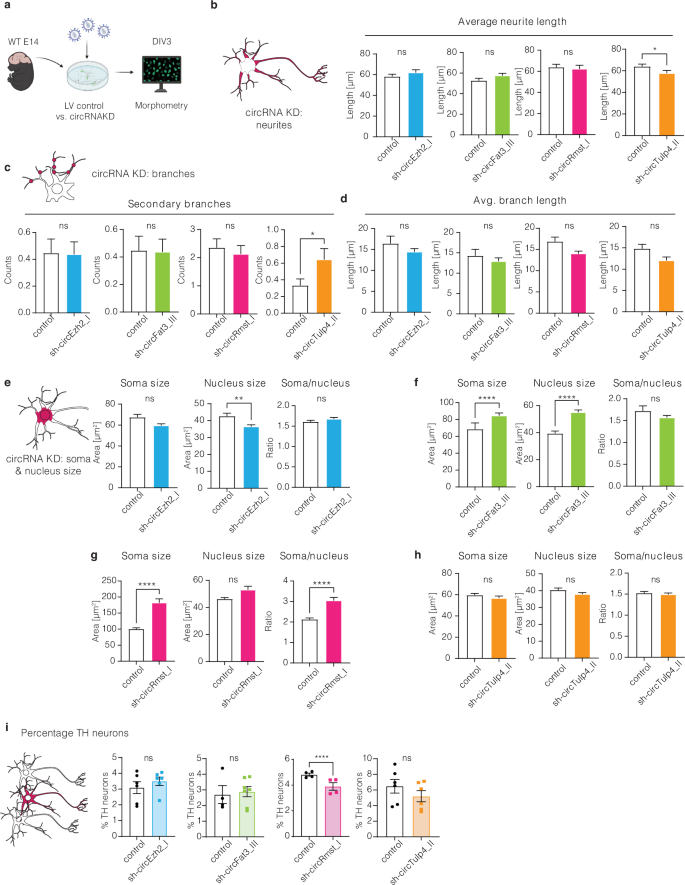 Fig. 5: Analysis of mDA neuron morphology and number after circRNA knockdown.