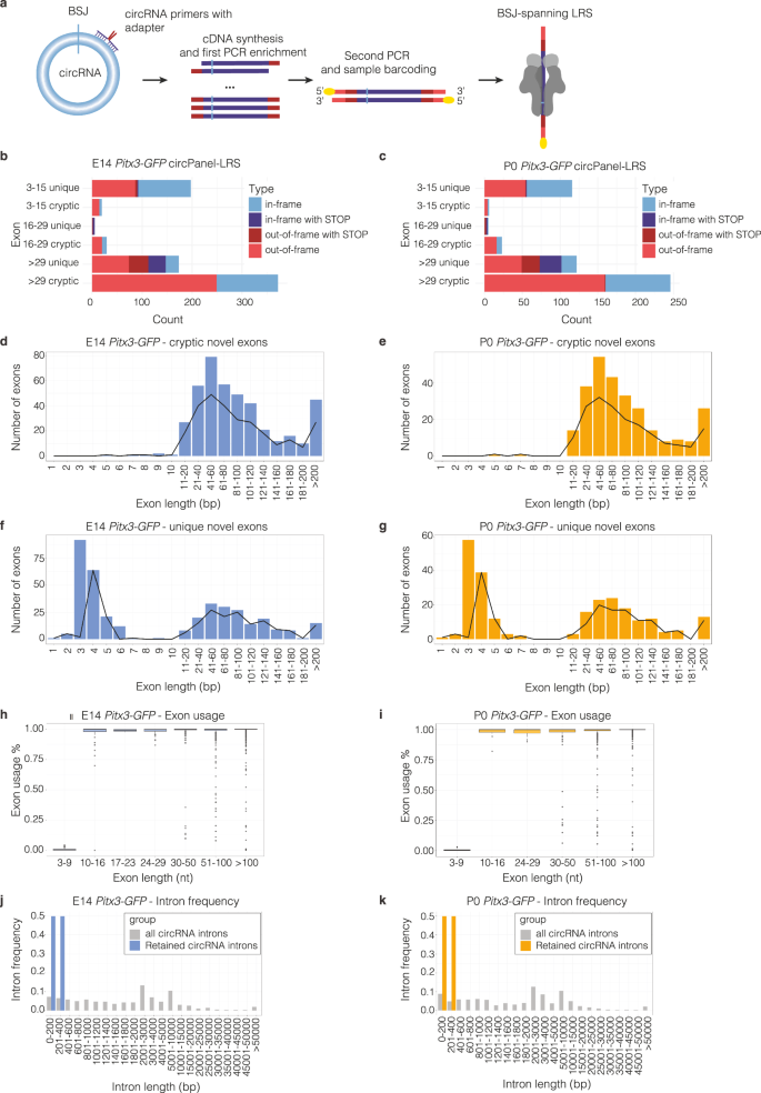 Fig. 6: Long-read sequencing of developing mDA neurons to investigate the molecular composition of circRNAs.