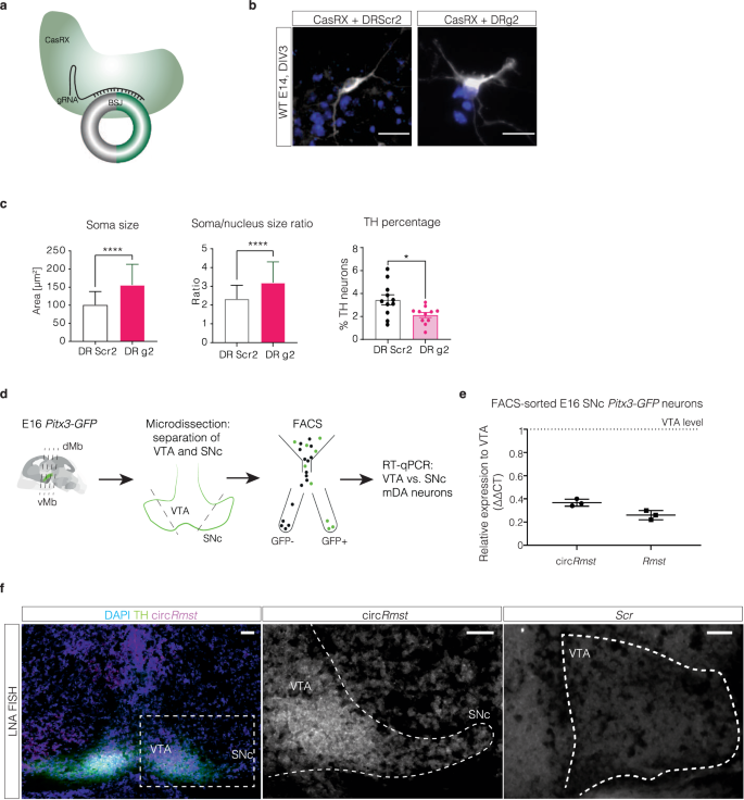 Fig. 7: CasRx-mediated knockdown and VTA-enriched expression of circRmst.