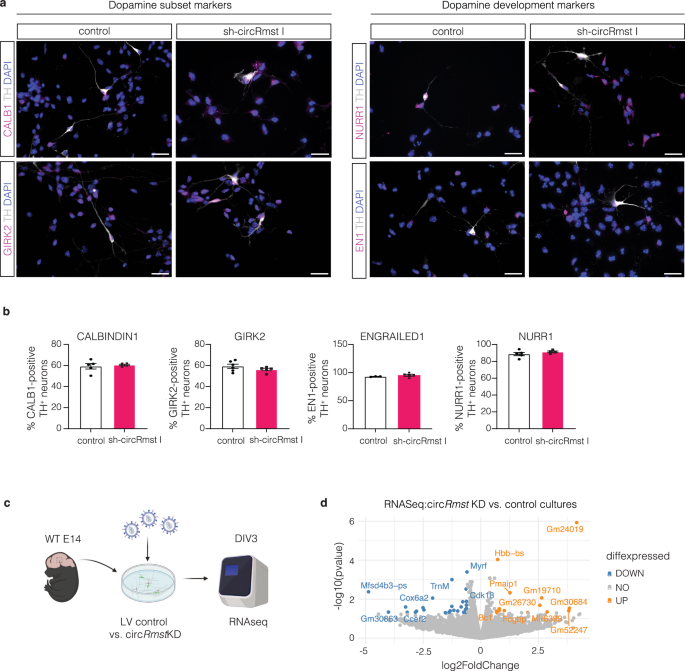 Fig. 8: Characterisation of mDA cultures and transcriptomic profiling following circRmst KD.
