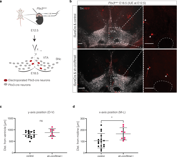 Fig. 9: Analysis of mDA neuron positioning after in vivo circRmst knockdown.