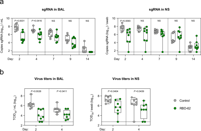 Fig. 2: Delta replication in upper and lower airways.