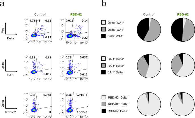 Fig. 5: Memory B-cell responses following Delta challenge and RBD-62 treatment.