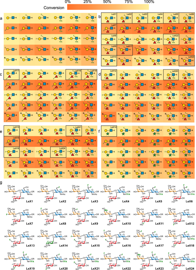 Fig. 3: Enzymatic synthesis of Lewisx analogues.