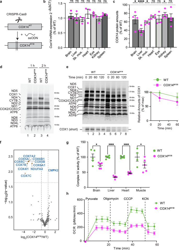 Fig. 1: COX14M19I mice display reduced complex IV amounts.