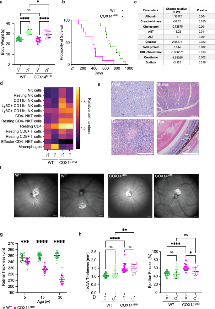 Fig. 2: Pathophysiology of COX14M19I mice.