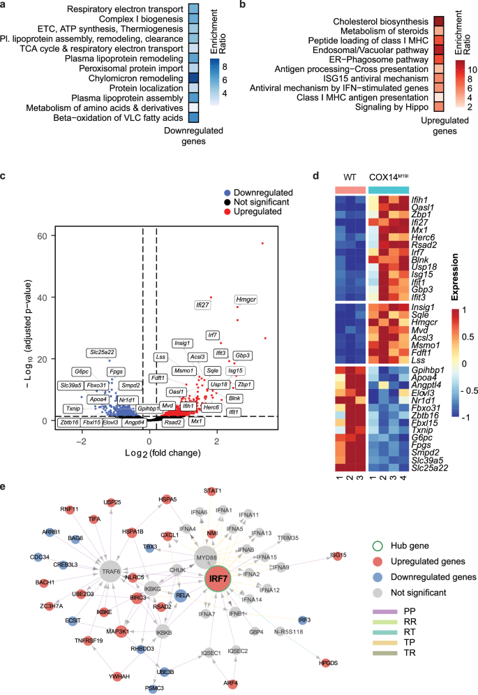 Fig. 3: Altered gene expression in COX14M19I mice.
