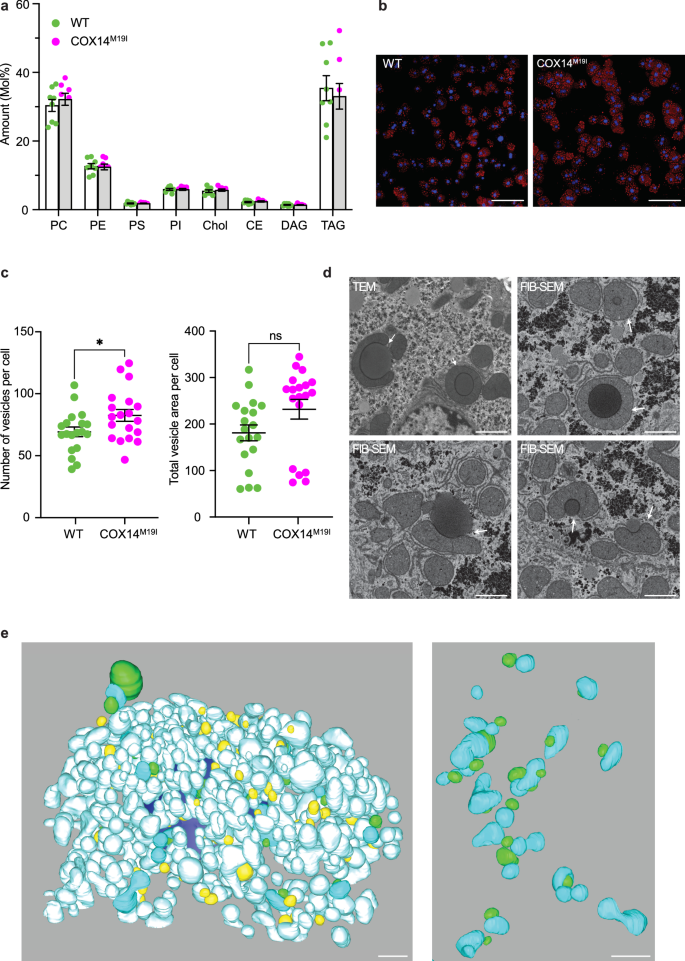 Fig. 4: Altered mitochondria lipid droplet contacts in COX14M19I mice.