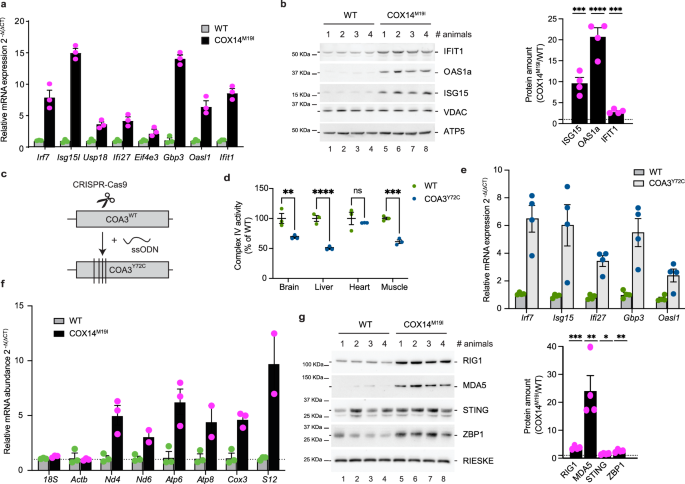 Fig. 5: Activation of inflammatory pathways in COX14M19I and COA3Y72C mice.