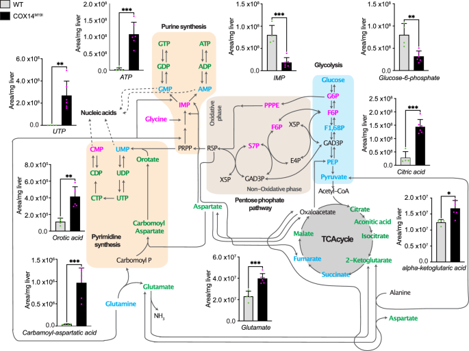 Fig. 6: Metabolic analysis of COX14M19I.