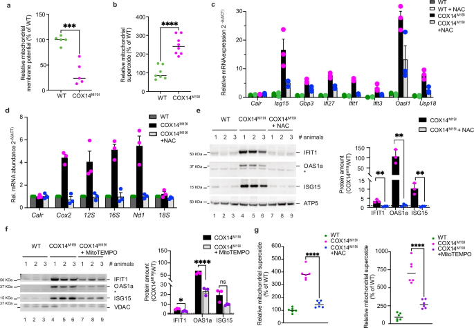 Fig. 7: mRNA release triggered by increased reactive oxygen species.