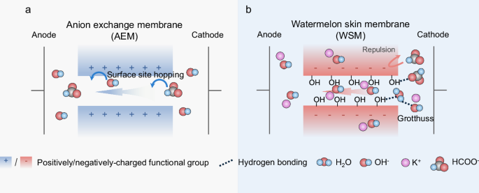 Fig. 1: Illustration of the ion transport mechanisms.