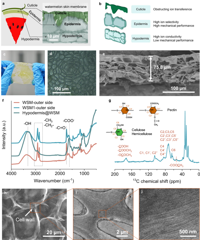 Fig. 2: The structures and compositions of WSM.