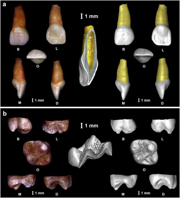 Fig. 2: Photographic record and virtual reconstruction of the sectioned teeth.