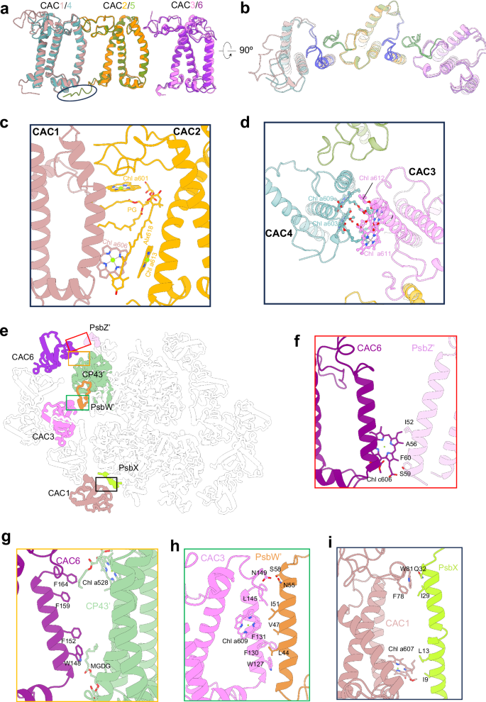Fig. 3: CAC organization and their interaction with PSII core.