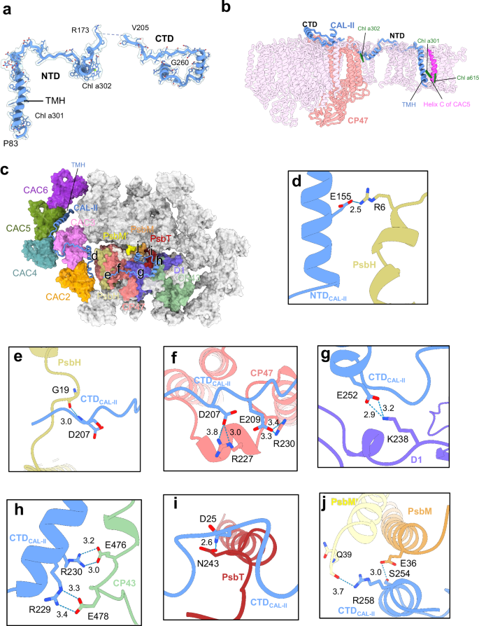 Fig. 4: Structure of CAL-II and its interactions with adjacent subunits.