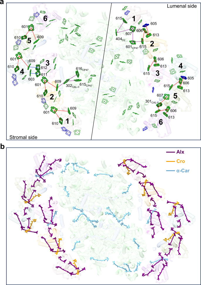 Fig. 5: Pigment arrangement and potential energy transfer pathways in RsPSII-CAC.