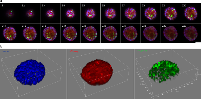 Fig. 3: 3D imaging of heterogeneous PKA activity in HEK293T spheroids.