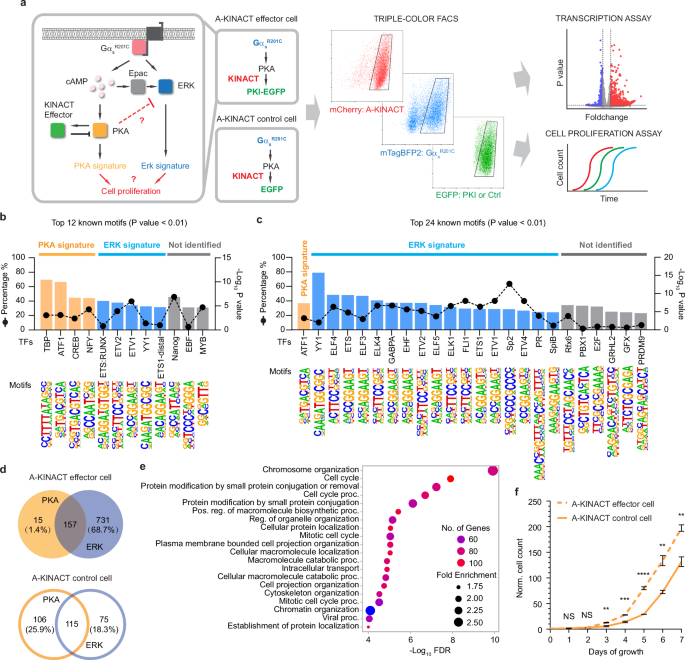 Fig. 5: A-KINACT effector diverts GαsR201C-PKA signaling toward the ERK pathway.