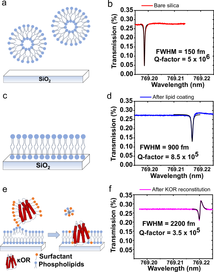 Fig. 3: κOR proteolipid membrane formation on a microtoroid.