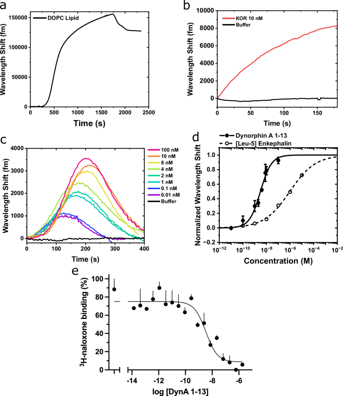 Fig. 4: Quantification of κOR/DynA 1-13 binding kinetics.