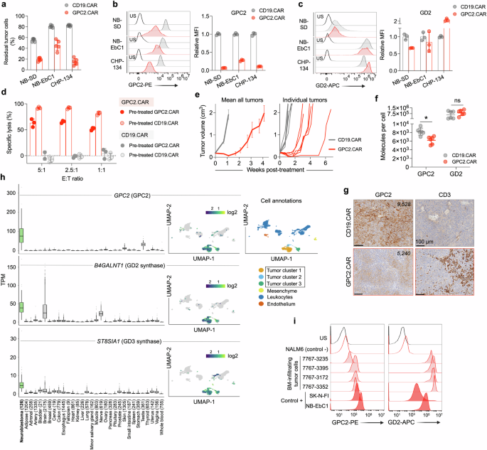 Fig. 1: GPC2.CAR-treated tumor cells downregulate GPC2 but maintain expression of GD2.