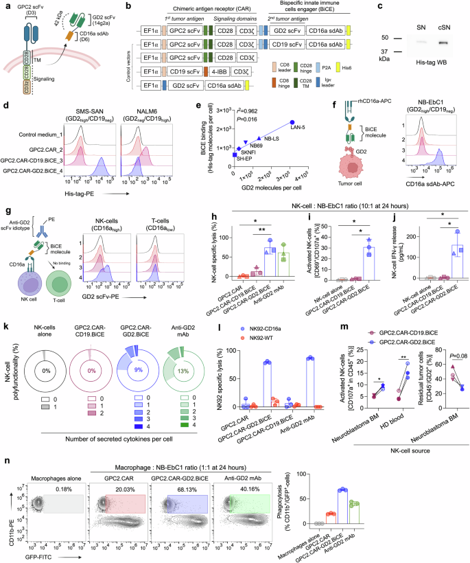 Fig. 3: Development and characterization of bicistronic CAR vectors secreting bispecific innate immune cell engagers (BiCE).