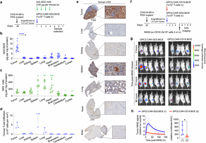 Fig. 5: CAR.BiCE T-cells locally release GD2.BiCE and enhance accumulation of NK-cells in the tumor bed.
