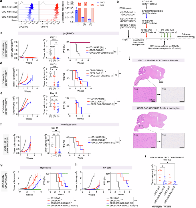 Fig. 6: GD2.BiCEs enhance GPC2.CAR efficacy in human neuroblastoma PDX mouse models reconstituted with human innate immune cells.