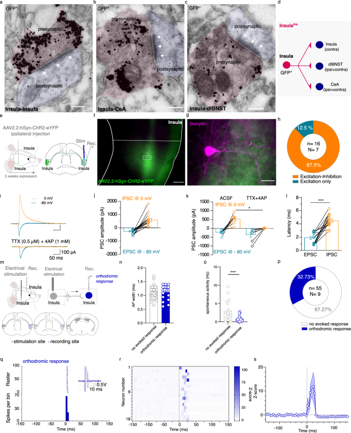 Fig. 3: Functional characterization of InsulaIns circuit.