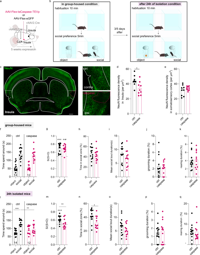 Fig. 4: Selective genetic ablation of InsulaIns neurons disrupts social preference only after 24 h of social isolation.