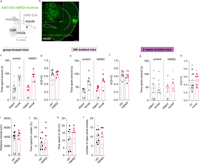 Fig. 5: Chemogenetic inhibition of InsulaIns neurons during the three-chamber social interaction test does not block social preference.