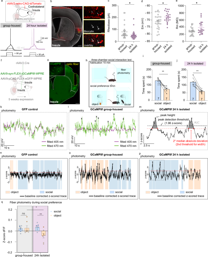 Fig. 6: Impact of 24-hour social isolation on InsulaIns neuronal activity.