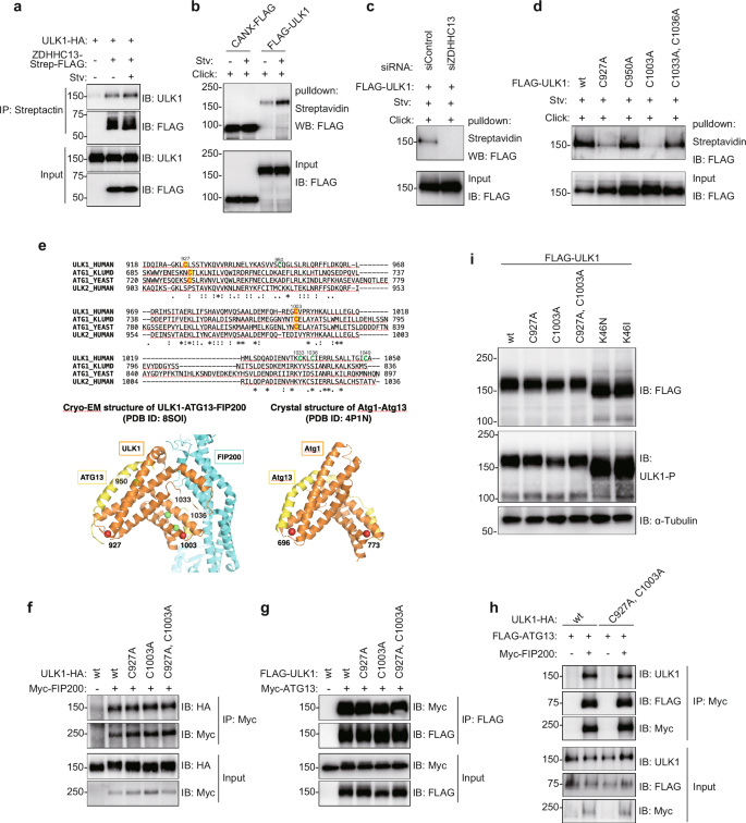 Fig. 2: ZDHHC13 regulates ULK1 palmitoylation status.