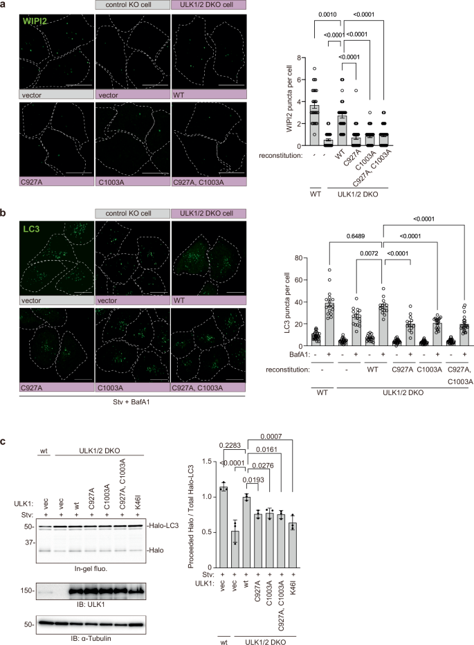 Fig. 6: The palmitoylation of ULK1 is important for autophagy.