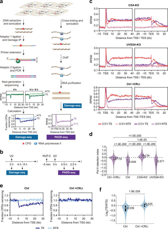 Fig. 1: Lesion-stalled Pol II is resolved in UVSSA-KO cells by a CSA- and ubiquitination-dependent manner.