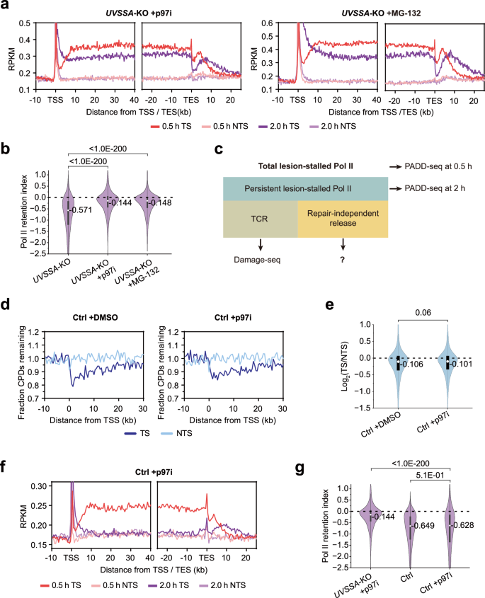 Fig. 2: p97 extracts Pol II from damage sites in the absence of UVSSA, while is dispensable for both TCR and Pol II release in normal cells.