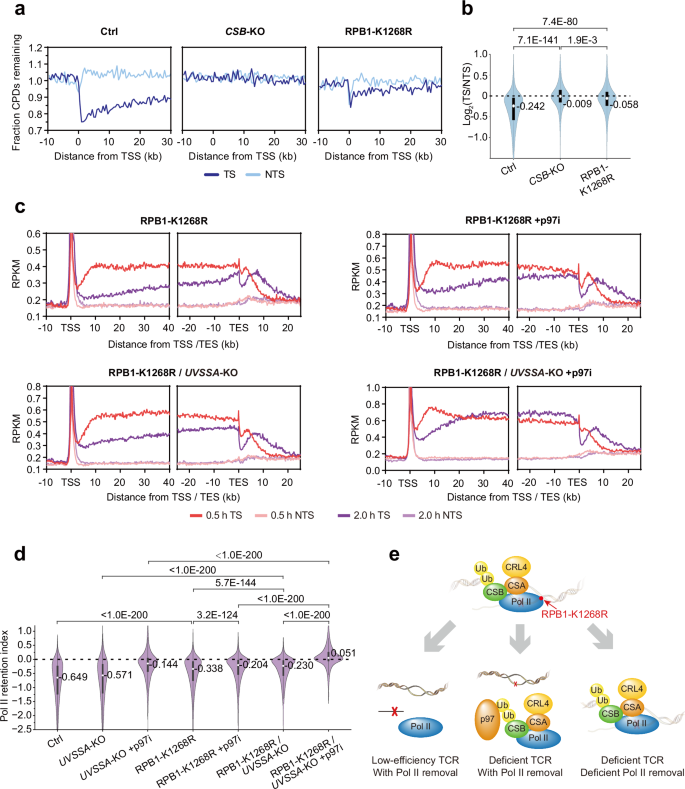 Fig. 3: UV-induced RPB1-K1268 ubiquitination plays important but not indispensable roles in both TCR and repair-independent Pol II release.