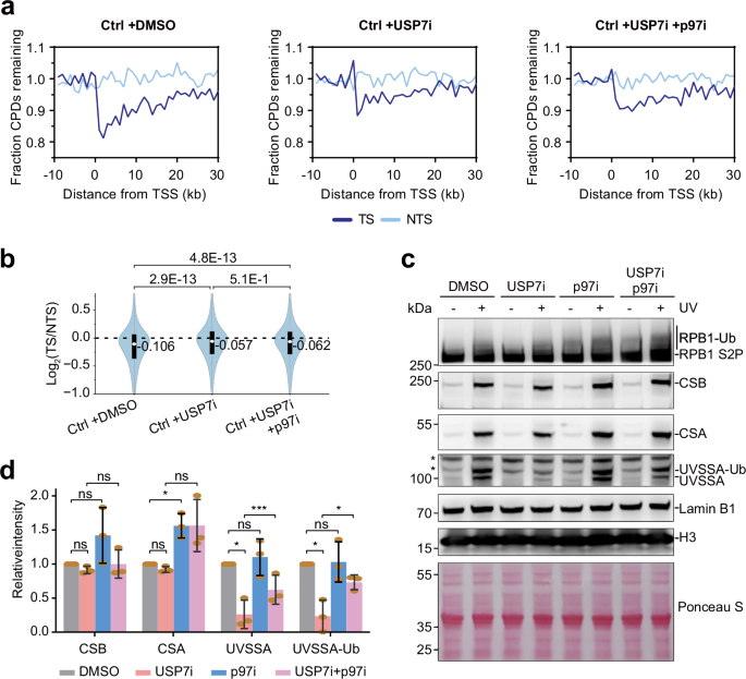 Fig. 4: USP7 is involved in TCR.