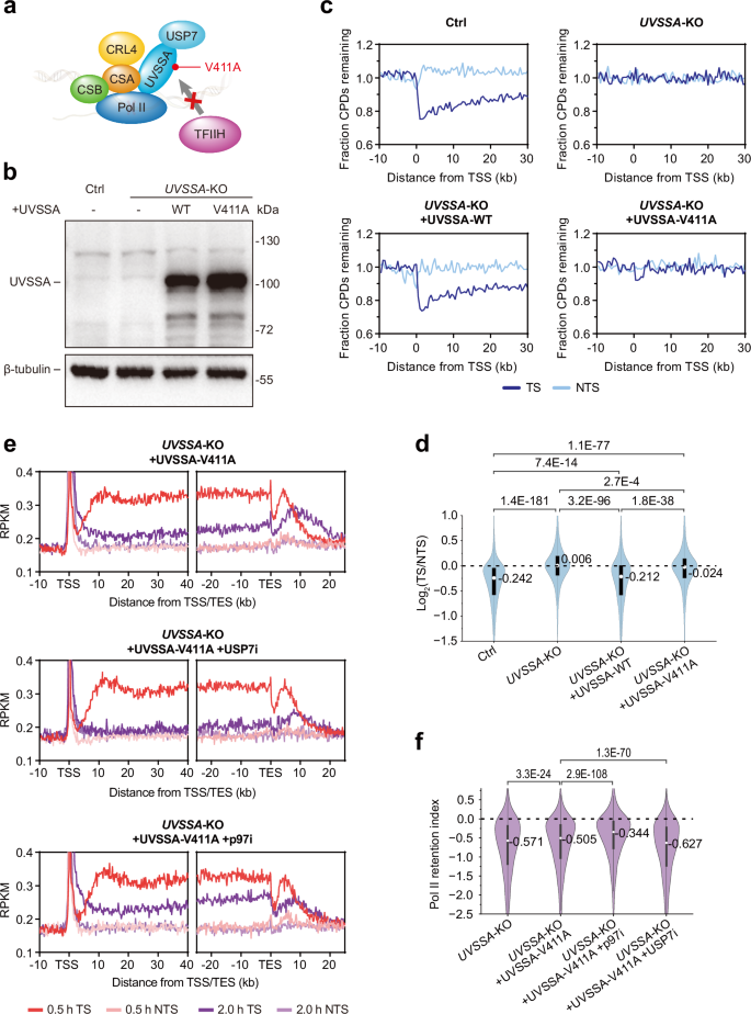 Fig. 5: USP7 cannot abolish repair-independent Pol II release driven by p97.
