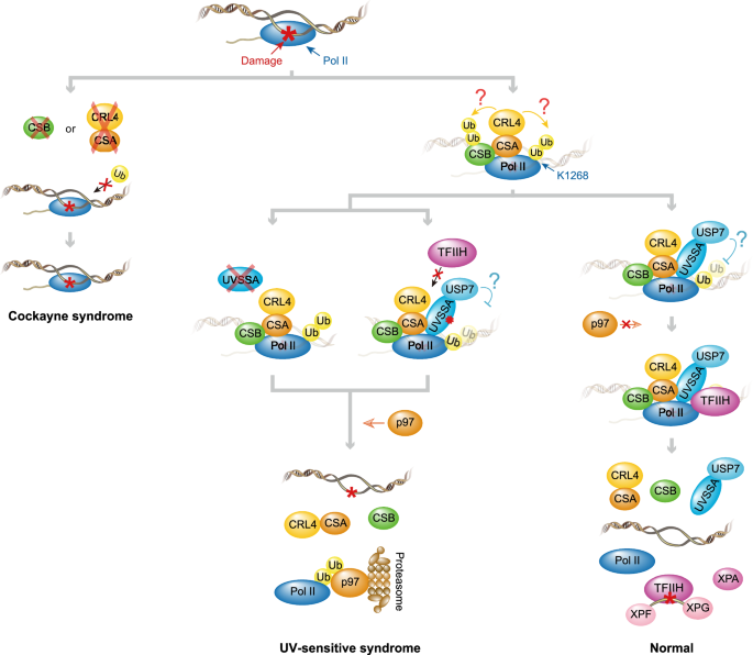 Fig. 6: Working model of the coordination of TCR and repair-independent release of lesion-stalled Pol II in response to TBLs.