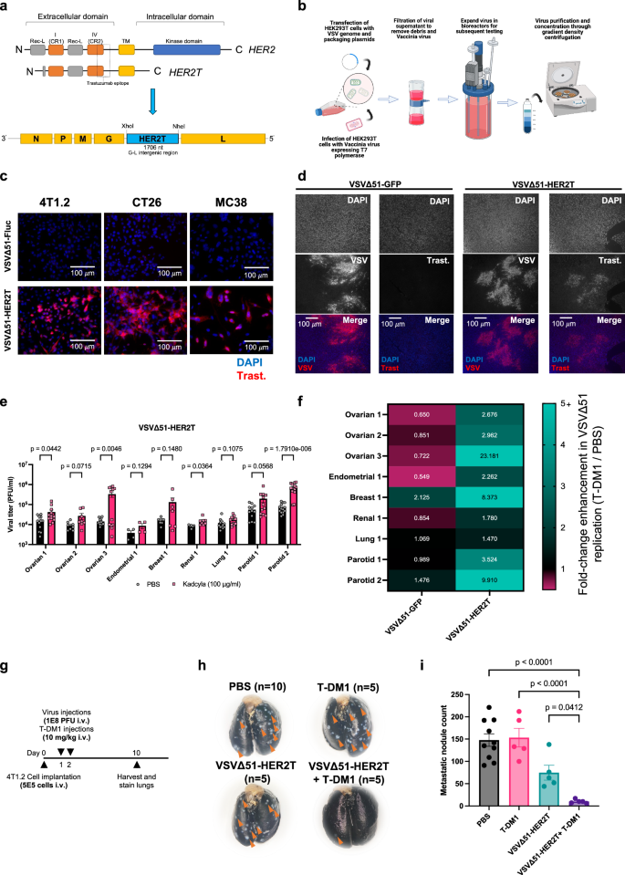Fig. 1: VSVΔ51-encoded HER2T is expressed in vitro and in vivo.