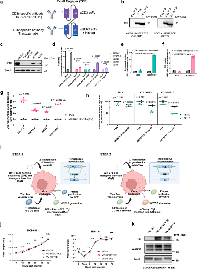 Fig. 2: Engineered αHER2-TCE recognizes HER2T antigen and can be encoded in VV.