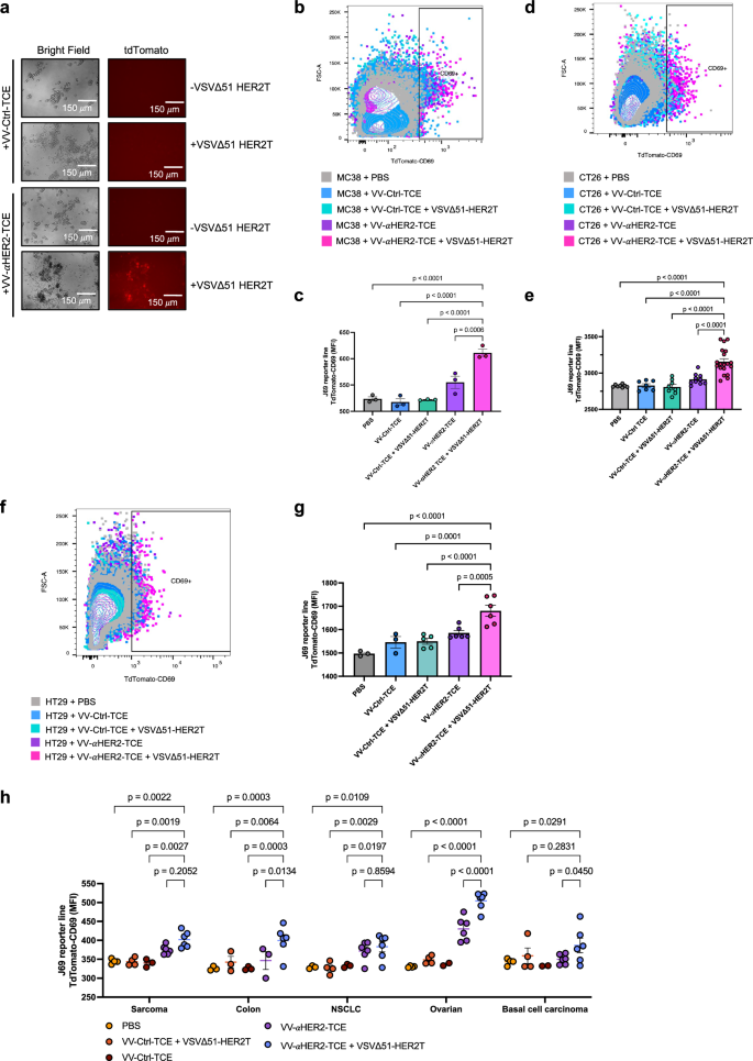 Fig. 3: Infection of tumours with VV-αHER2-TCE ex vivo leads to T-cell activation when combined with VSVΔ51-HER2.
