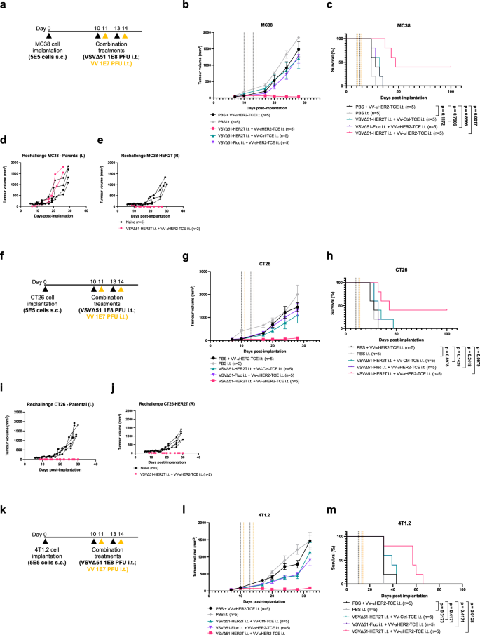 Fig. 4: Treatment of tumour-bearing mice with VV-αHER2-TCE and VSVΔ51-HER2T prolongs overall survival in localized disease models.