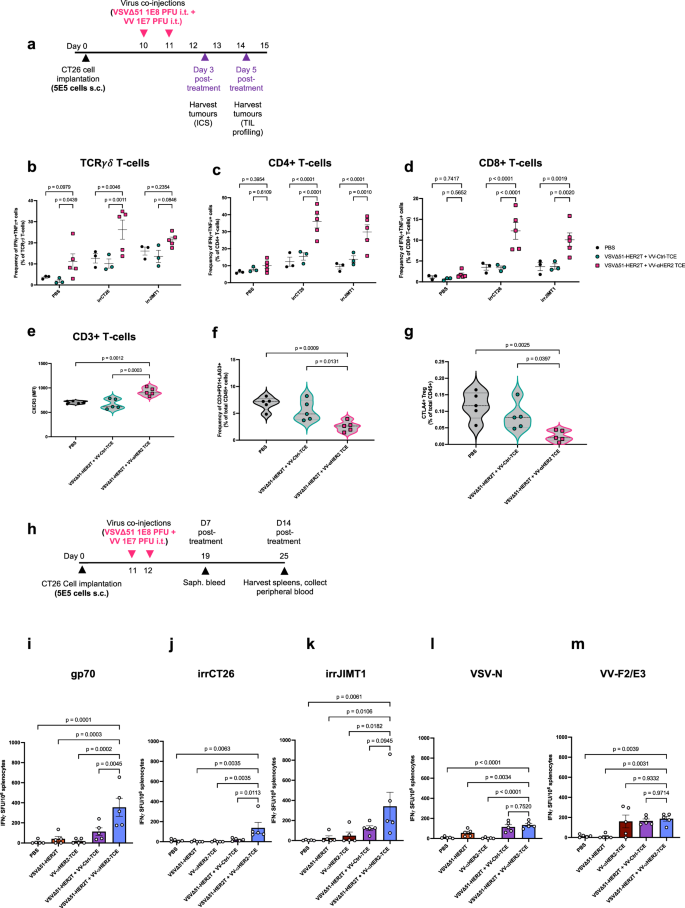 Fig. 5: Intratumoural injection of VV-αHER2-TCE and VSVΔ51-HER2T induces anti-tumour immune responses.